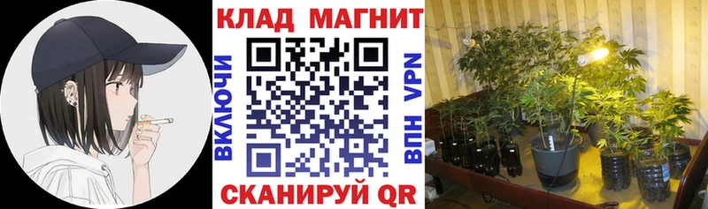 Где купить наркотики Петушки Псилоцибиновые грибы  КОКАИН  Мефедрон  Кетамин  ГАШ  Канабис 